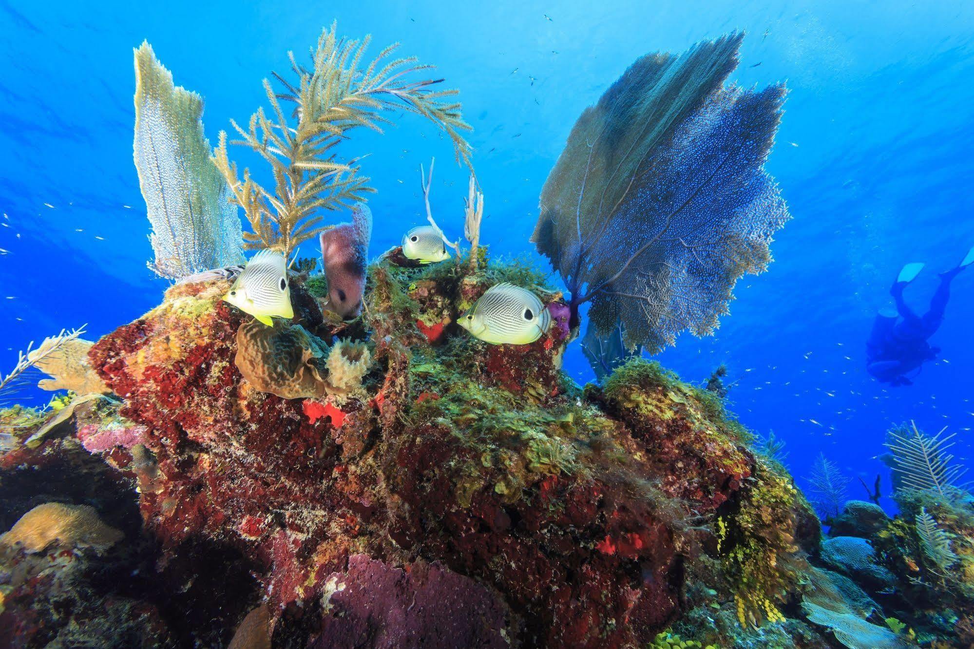 St. George'S Caye Resort Belize City Exteriér fotografie